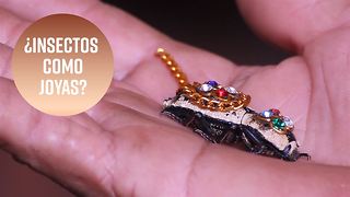 Los polémicos broches de escarabajos mexicanos: ¿abuso animal?