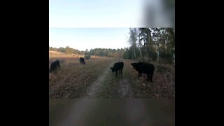 A run through Demeinweg national park forest