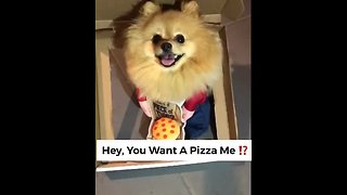 Pomeranian pizza delivery will melt your heart!