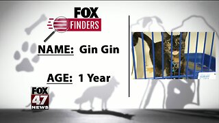 FOX Finders Pet Finder - Gin Gin