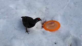 Man is stalked by "evil" bird