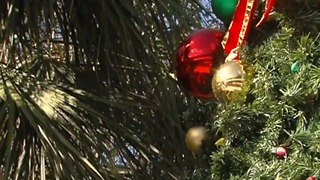 Tree lighting festival in Palm Beach Gardens