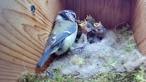 22nd May 2021 - Yet more trauma and a Cat attack - Blue tit nest box live camera