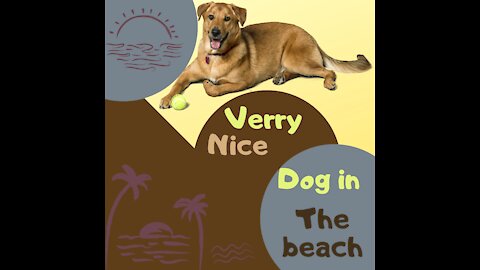 verry nice dog in the beach