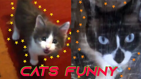 Funny Cats VS Water and Funny Cats Meowing