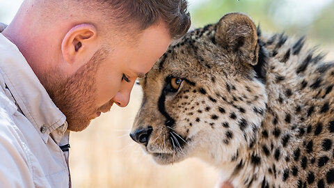 Lion King' Tackles 4 Wild Cheetahs