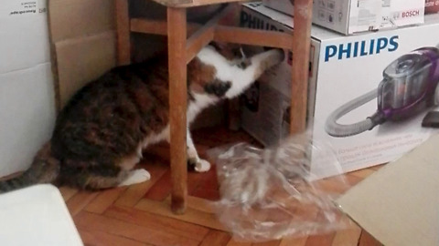 Thoughtful Kitten Helps Her Owners Unpack Boxes In Her Own Unique Way