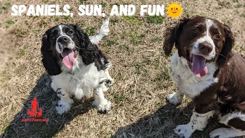 Spaniel, Sun, and Fun!