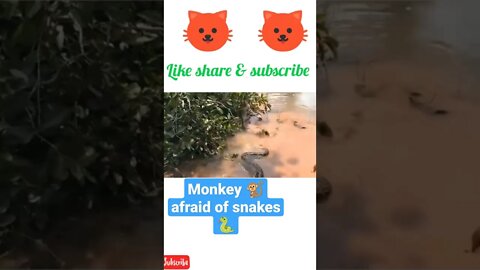 monkey 🐒 afraid of snakes 🐍#shorts #youtubeshorts