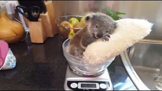 Skjønn koala slapper av på en pute mens han blir veid