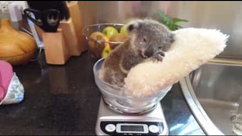Skjønn koala slapper av på en pute mens han blir veid