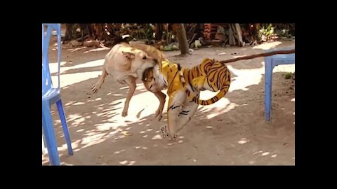 Wow Nice Prank! Fake Tiger Prank Dog Run So Funny Action|