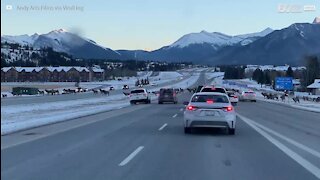 La police canadienne interrompt le trafic pour des cerfs