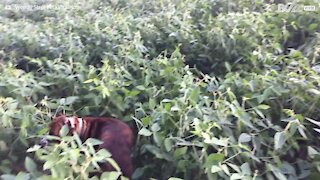 Boxer jumps madly in bean field