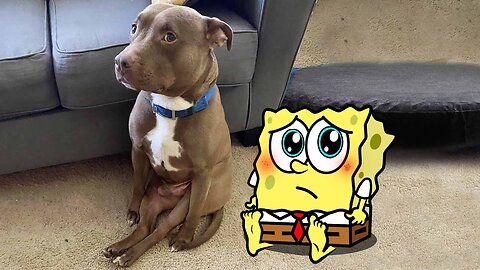 Cute Dog vs Spongebob Animation 😾🐶 Funniest Cats And Dogs Videos Woa Doodles