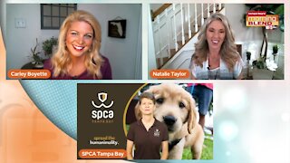 Pet Patrol with SPCA Tampa Bay | Morning Blend