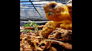 Curious Baby Tortoise Inspects Camera