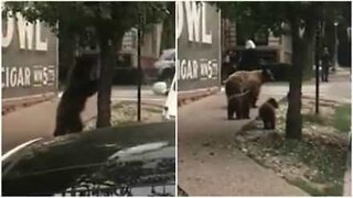 Björnmamma på promenad med sina barn i Aspen