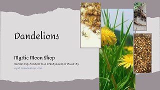 Beautiful Healthy Dandelions