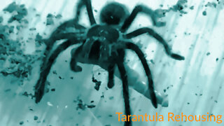 Tarantula Rehousing - South East Aracnid Show Pick Ups