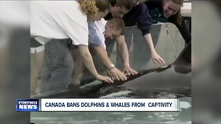 New bill in Canada bans dolphins and whales from living in captivity