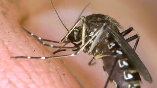 Philippines Declares A National Dengue Epidemic