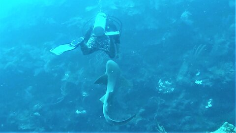 Friendly nurse shark approaches scuba diver for some love