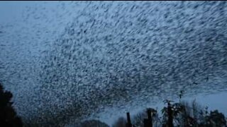 L'impressionante volo di migliaia di storni