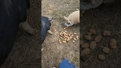 Feeding hogs potatoes #homestead #farmlife #homesteading #pigbreeds #animal #mangalitsa