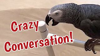 Talking parrot and his owner have a crazy conversation