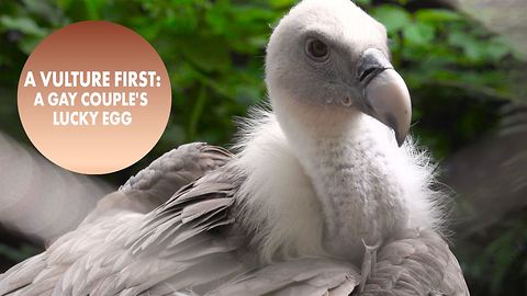 Amsterdam zoo's gay vultures remind us to celebrate dad