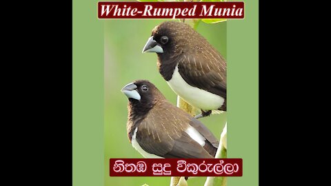White-Rumped Munia | White-Rumped Mannikin | Nithamba sudu wee kurulla