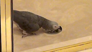 Mischievous parrot apologizes in advance for bad behavior