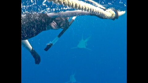 North Shore Shark Dive