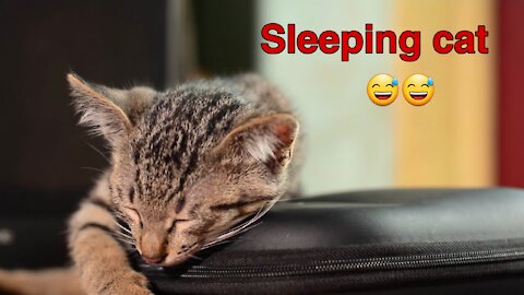 Sleeping cat very funny 😂