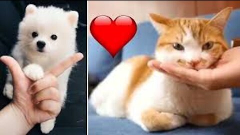 Cute and funny animals .. Try not to laugh to these pets compilation