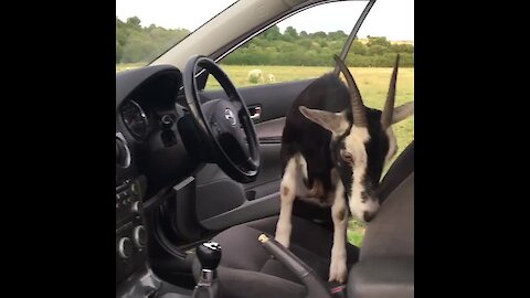 Pet goat wants to drive owner's car