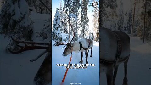 Arctic Reindeer ❄️ Mythical Beasts of the Arctic