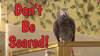 Consoling parrot doesn't want you to be afraid