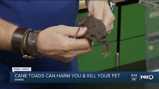 Cane Toad can kill pets