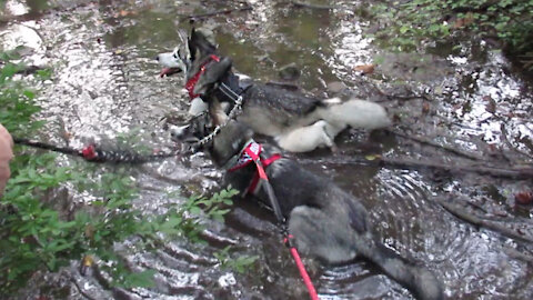 Huskies Cool Off In The Mud Together