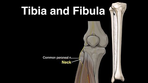 Tibia and Fibula