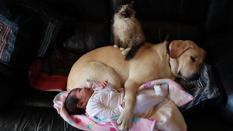Puppy, Kitten And Baby Preciously Cuddle Together