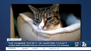 Cats up for adoption at the Humane Society of Harford County