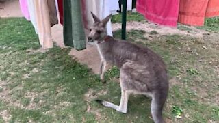 Kangaroo helps bring the washing in