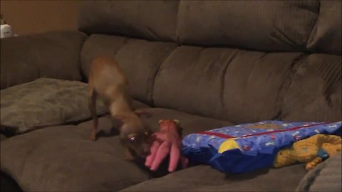 3-legged dog ironically chews on toy hand