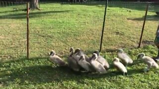 Rescued baby swans taking a walk