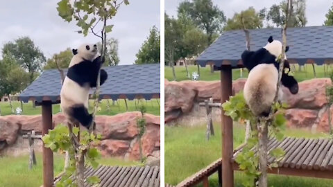 Panda tries to reach for the leaves