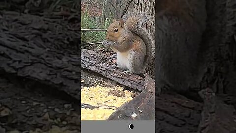 GORGEOUS 😍 Squirrel 🐿️ munchin` his way through his 🥣 snack #cute #funny #animal #nature #wildlife