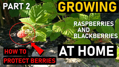 Raspberries and Blackberries at Home (Part 2)